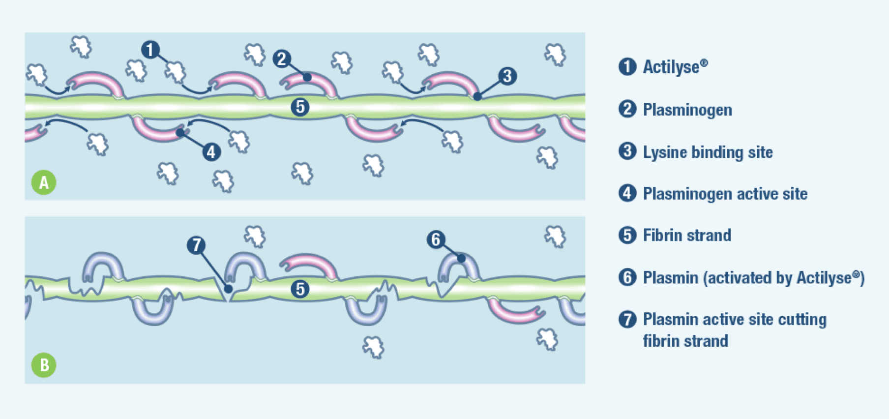 Mechanism of action of Actilyse