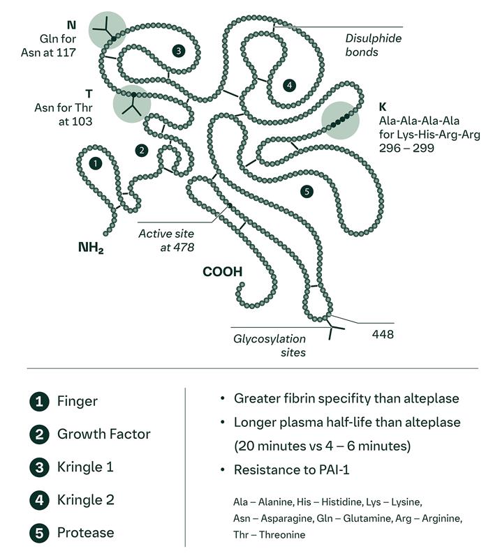 Tenecteplase molecule